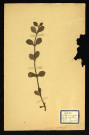 Ajuga Reptans L (Bugle rampante), famille des Labiées, plante prélevée à Dromesnil (Bois), 26 mai 1938