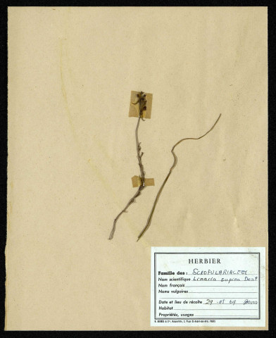 Linaria Supina Desf, famille des Scofulariacées, plante prélevée à Boves (Somme, France), zone de récolte non précisée, en mai 1969
