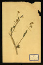 Sinapis arvensis L. (Moutarde des champs), famille des Crucifères, plante prélevée à Dromesnil (Champs), 4 juin 1938