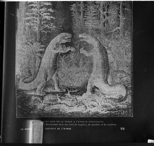 Les rois de la Terre à l'époque Jurassique. - Iguanodon et mégalosaure dans une forêt de fougères, de cycladées et de conifères
