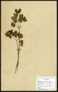 Thalctrum Flavum, famille des Renonculacées, plante prélevée à Boves (Somme, France) ou à Amiens (Somme, France), sur l'Île Saint Aragone, en mai 1969