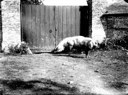 Scène rurale. Des porcs dans une cour de ferme