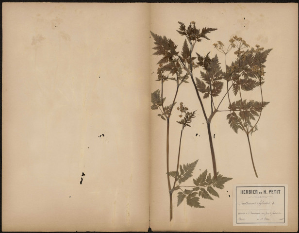 Anthriscus Sylvestris, plante prélevée à Amiens (Somme, France), en face du Jardin des plantes, 12 mai 1888