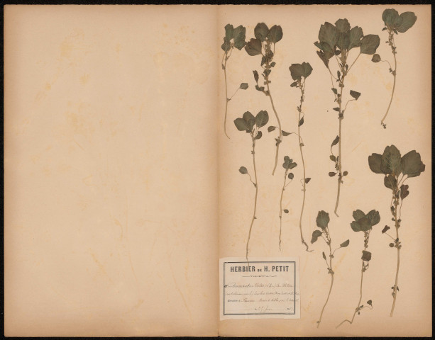 Amaranthus Viridis - A. Blitum - Encolus veridis, plante prélevée à Amiens (Somme, France), dans des bancs de sables près de la citadelle, 25 juin 1889
