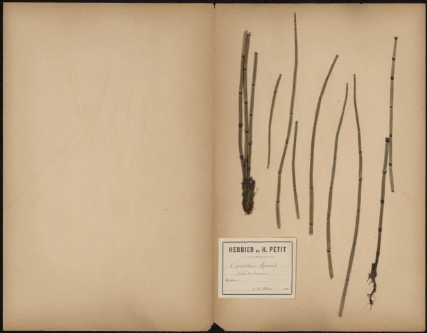 Equisetum Hyemale - Prêle des toureurs, plante prélevée à [Lieu inconnu], n.c., 16 mai 1888