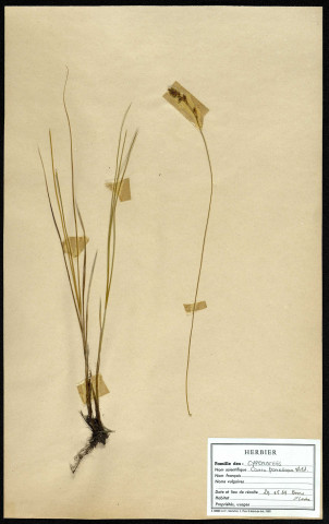 Carex Paradoxa Wild, famille des Cyperacées, plante prélevée à Boves (Somme, France), à l'étang Saint-Ladre, en août 1969