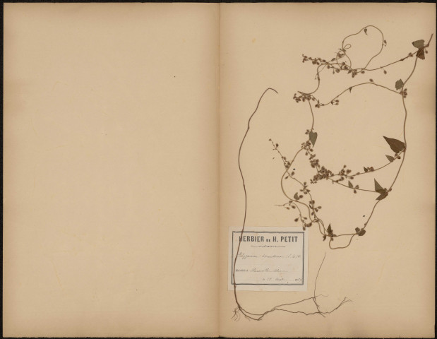 Polygonum Dumetorum, plante prélevée à Hanviller (Moselle, France), n.c., 28 août 1889