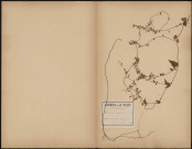 Polygonum Dumetorum, plante prélevée à Hanviller (Moselle, France), n.c., 28 août 1889