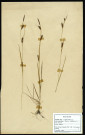 Carex Distans, famille des Cypéracées, plante prélevée au Crotoy (Somme, France), près de La Maye, en juin 1969