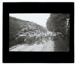 Moutons à Blangy-Tronville - 1906