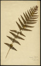 Dryopteris Filix mas, famille non identifée, plante prélevée à Boves (Somme, France), à l'étang Saint-Ladre, en mai 1969