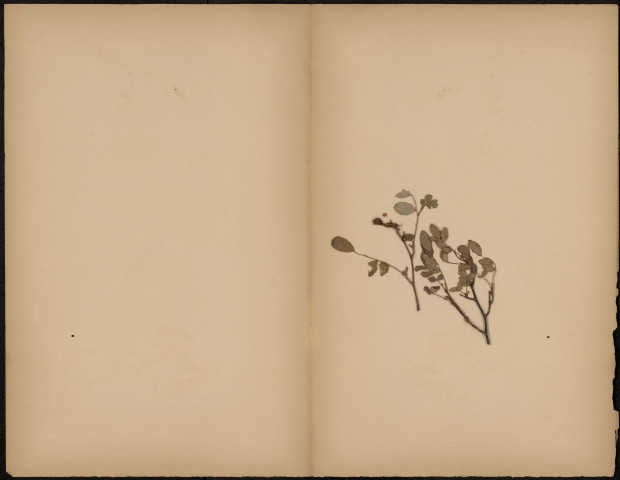 A identifier, plante prélevée à [Lieu inconnu], [1888-1889]