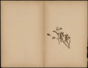 A identifier, plante prélevée à [Lieu inconnu], [1888-1889]