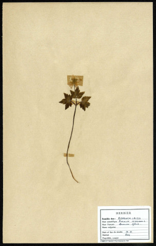Anémone Némorosa, famille des Renonculacées, plante prélevée à Boves (Somme, France), zone de récolte non précisée, en avril 1969