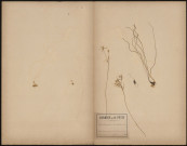 Ornithogalum Umbellatum, plante prélevée à Amiens (Somme, France), dans un prés entre Renancourt et le champ de courses, 5 juin 1888