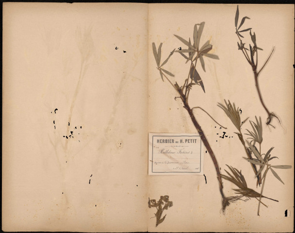 Helleborus Foetidus, plante prélevée à Querrieux (Somme, France), dans le bois, 28 avril 1888