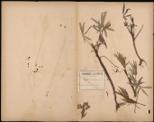 Helleborus Foetidus, plante prélevée à Querrieux (Somme, France), dans le bois, 28 avril 1888
