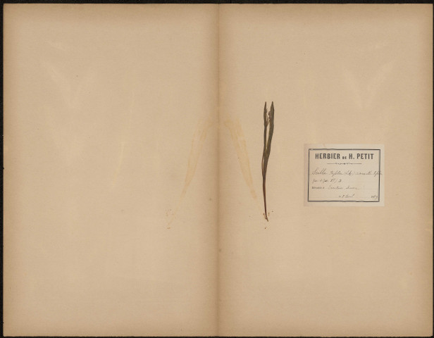 Scilla Bifolia - Adenoscilla fifolia, plante prélevée à Essertaux (Somme, France), , 8 avril 1889