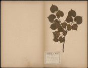 Tilia Sylvestris (Desf. Cat. Hort. Par T. Pavifolia Ehrh Beitr., Tilleul des bois, T. à petites feuilles, plante prélevée à Vignacourt (Somme, France), dans le bois, 28 juillet 1888