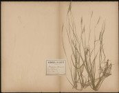 Brachypodium Sylvaticum, plante prélevée à Cagny (Somme, France), dans le bois, 20 juin 1889