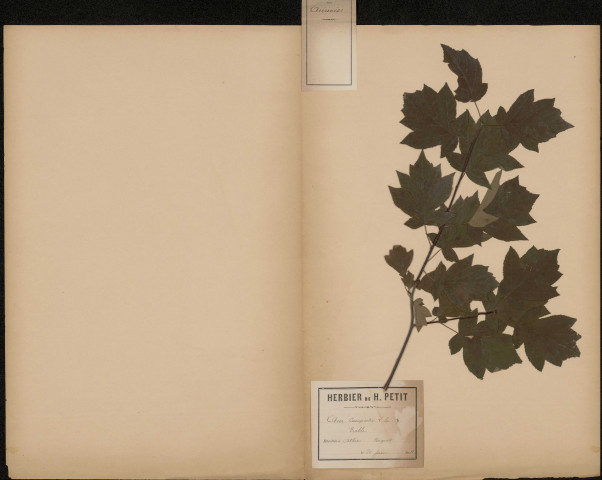 Acer Campestre (L. Sp.), Erable, plante prélevée à Athies (Somme, France), dans un bosquet, 20 juin 1888