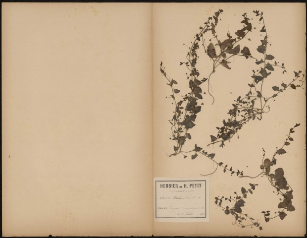 Linaria Elatine, plante prélevée à Longueau (Somme, France), près de la ligne de chemin de fer , 15 juillet 1889
