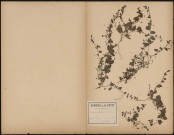 Linaria Elatine, plante prélevée à Longueau (Somme, France), près de la ligne de chemin de fer , 15 juillet 1889