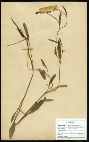 Ranunculus Flammula, famille des Renonculacées, plante prélevée à Sorrus (Pas-de-Calais), zone de récolte non précisée, en juin 1969