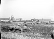 Scène rurale. Des moutons broutant derrière le village