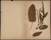 A identifier, plante prélevée à [Lieu inconnu], n.c., [1888-1889]