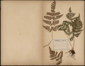 Polystichum Spinulosum - Nephroduin, plante prélevée à Beauvais (Oise, France), entre les briques d’un mur, 4 novembre 1888