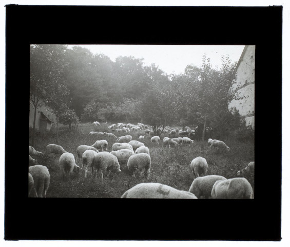 Moutons à Blangy-sous-Poix - août 1913