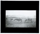 Vaches à Boves - octobre 1913