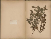 Rosa Canina L.Sp., plante prélevée à [Lieu inconnu], [1888-1889]