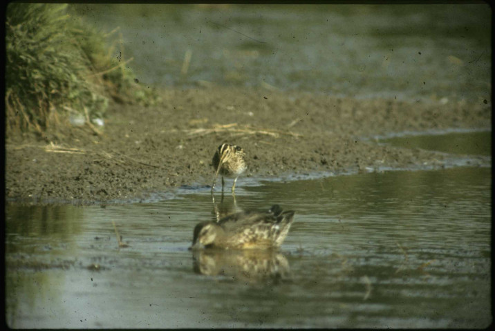 Sarcelle et bécassine