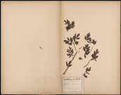 Thalictrum Flavum, plante prélevée à Amiens (Somme, France), à Renancourt-lès-Amiens, 4 juillet 1888