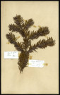 Abies nordmanniana (sapin de Nordmann), famille des Pinacées, plante prélevée [à localiser], zone de récolte non précisée, en 1969