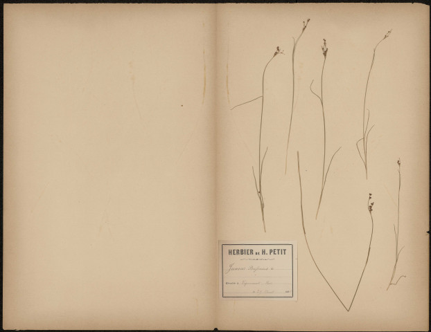 Juncus Bufonius, plante prélevée à Vignacourt (Somme, France), dans les bois, 29 août 1888