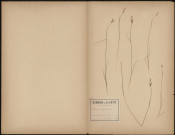 Juncus Bufonius, plante prélevée à Vignacourt (Somme, France), dans les bois, 29 août 1888