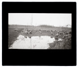 Moutons, marais de Breilly-sur-Somme