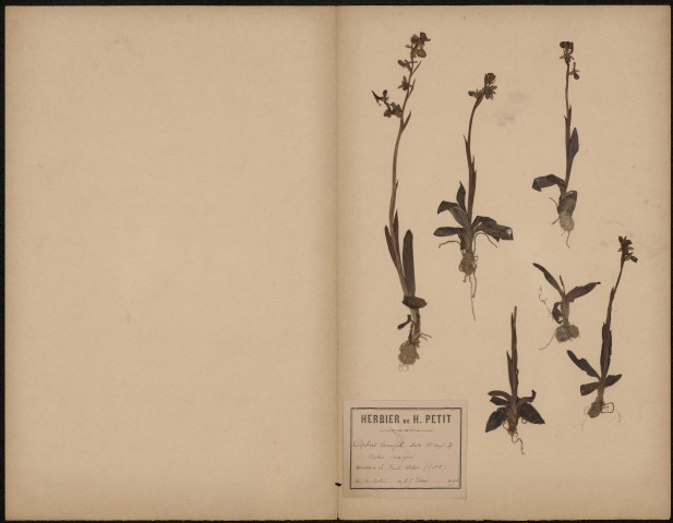 Herbiers constitués par Humbert Petit, Virgile Brandicourt et E. Tételin, volume 7