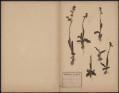 Herbiers constitués par H. Petit, Virgile Brandicourt et E. Tételin, volume 7
