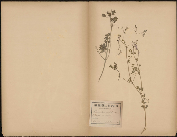 Funaria Boroei, F. Bastandi, plante prélevée à Lucheux (Somme, France), n.c., 9 juillet 1889