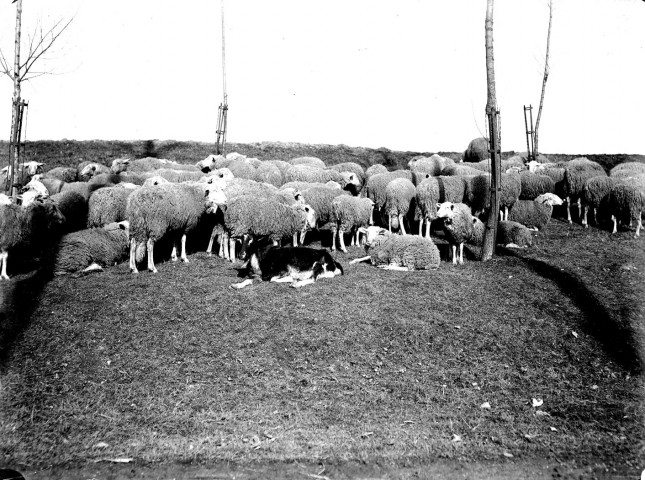 Paysage rural. Un troupeau de moutons