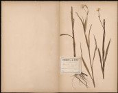 Ranunculus Lingua, grande louve, plante prélevée dans les marais entre Longueau et Glisy, 21 juin 1888