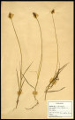 Carex Leporina, famille des Cyperacées, plante prélevée à Sorrus (Pas-de-Calais), dans la lande à ulex, en juin 1969