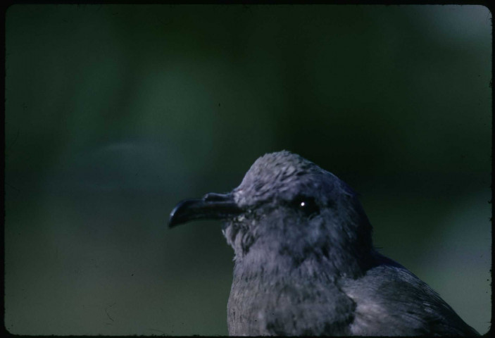 Tête de [thalassidrome ?] tempête