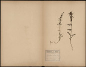 Antirrhinum Orentium, plante prélevée à Athies (Somme, France), rue Marnière, 10 juillet 1889