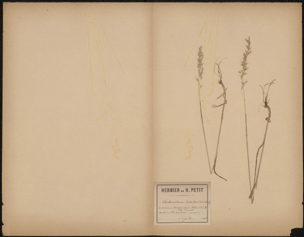 Arrhenatherum Elatius , plante prélevée à Amiens (Somme, France), à Renancourt dans les prairies , 6 juillet 1888