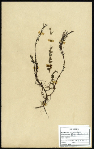 Elodes Palushis Spach, famille des Hypericinées, plante prélevée à Cherré (Sarthe, France), zone de récolte non précisée, en avril 1969